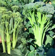 Broccoli seed openings spring summer autumn broccoli four seasons balcony potted vegetable cauliflow