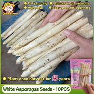 Original Fresh White Asparagus Seeds for Planting Vegetable Plants (Fast Growing Seeds - 10pcs) F1 A