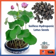 🔥Ready Stock🔥25Pcs Bowl Lotus Seed Water Lily Mix Flower Seeds Bonsai Pot Garden Plant Dwarf Benih L
