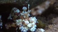 Mares四線金剛潛水蛙鞋腳蹼鎖匙扣ORCA海龜鑰匙扣 Bestdive鯊魚扣