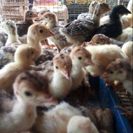 Anak ayam kalkun - bibit ayam kalkun - anakan ayam kalkun Murah