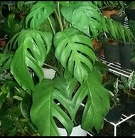 epipremnum pinatum / monstera ekor naga / ekor naga