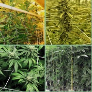 [uguuiya] Nylon Garden Trellis Netting for Tomatoes/Beans/Vines Plant 1.35 x 2.7m