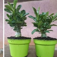 Tanaman hias bonsai adenium - Tanaman Hias Hidup-Bunga Hidup-Bunga