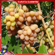 Anak Pokok Anggur Rumba Grape Buah Manis Import Dari Thailand