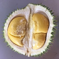 Anak Pokok Durian D145 (Beserah/Durian Hijau)