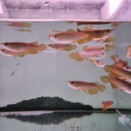 ikan arwana Golden Red terlaris