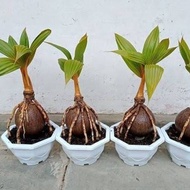 Bonsai kelapa / tanaman hias bonsai kelapa kerdil murah unik