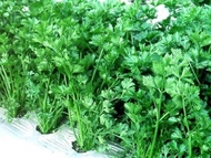 Benih Seledri Summer bibit tanaman sayur sayuran hidroponik