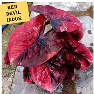 Red Devil Keladi Thailand/Caladium Thailand Red Devil