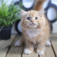 Persia Longhair Anak Kucing Kitten