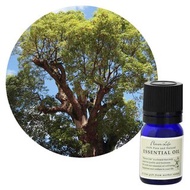 【羅文莎葉精油】Cinnamomum camphora (Ravintsara)也稱為桉油樟