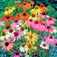 Grassland Pine Cone Chrysanthemum Seed Grass Flower Seed Country Flower Sea Flower Seed View Area Pi