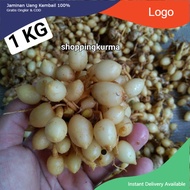 Kunyit Putih Segar 1 kg Kunir Putih Segar Langsung petani