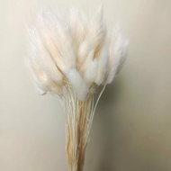 lagurus natural white / bunny tails putih natural
