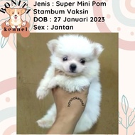 Jual Anjing Mini Pom Super Mini Pom Stambum Jantan Minipom Ready Kak