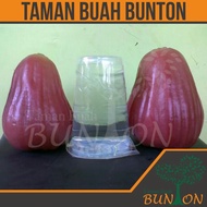 Bibit Tanaman Buah Jambu Air King Rose Apple