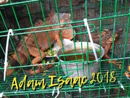Iguana red jumbo jantan dan betina