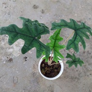 tanaman alocasia jacklyn tandu rusa