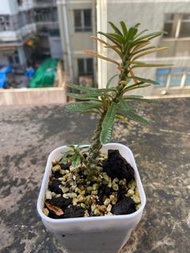 泡泡葉巨琉桑插扦苗 有根