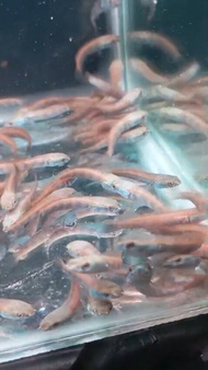 CHANNA MARU RED BARITO 5CM