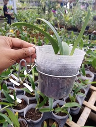 kawat gantungan pot ram dinding gantungan pot ram besi