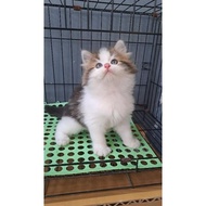 Anak Kucing Anggora/Kitten Persia Flatnose/Kucing Persia Jantan