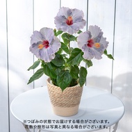 父の日 花鉢 ロングライフハイビスカス「ケイト」