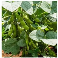 EDAMAME SEED   DWARF