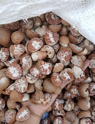 Pinang kering 1kg