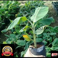 Bibit Pisang Raja Sereh Super / pohon pisang raja/
