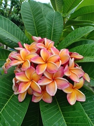 ต้นลีลาวดี ลีลาวดีแคระ พันธ์ ส้มกาฬสินธุ์ ลั่นทมลูกผสม (ส้มกาฬสินธุ์) Plumeria sp. เป็นพันธ์ดังเดิม 