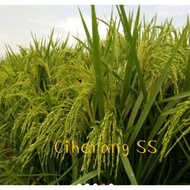 BENIH CIHERANG FS SS dan label label putih PADI ungu PREMIUM