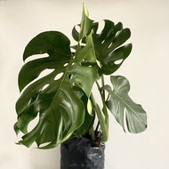 TA Monstera Deliciosa (Large) Indoor Plant
