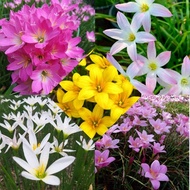 บัวดิน (30หัว)แยกสีให้ แกรนดิฟอร่า16ขาวชมพูรักแรก(Frist Love)5ชมพูโรเซีย(Rosea)5ขาวแคนดิด้า2เหลืองขม