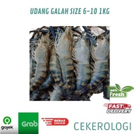 Udang Galah Size 4-6 1kg / Udang Galah Besar / Udang Galah Jumbo / Udang Galah Super / Udang Galah F
