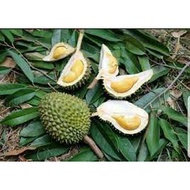Pokok Durian Telur Buaya Hybrid 2-3 kaki