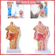 ci Nasal Cavity Throat Anatomy Model Human Nasal Cavity Throat Anatomy Human Organs Model Pathologic
