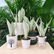 Sansevieria Moonshine / Moonshine Snake Plant/月光虎尾兰