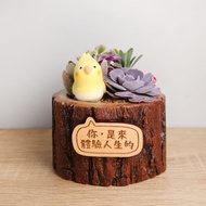 玄鳳小鸚鵡-多肉植物盆栽(附字牌)|生日離職升職兒童情人朋友禮物