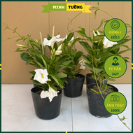 Cây Huỳnh Anh Trắng (Cây Tuyết Anh) - Cây Cảnh Sân Vườn