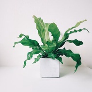 植栽房-室內盆栽.淨化空氣.觀葉植物水泥盆栽