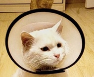 寵物貓狗兔防咬頸圈
Adjustable Pet dog cat rabbit protection collar