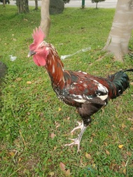 AYAM PELUNG