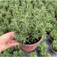 Rosemary Potted Plant Basil Potted Plant Thyme Potted Plant Edible Herb Collection  Lemongrass Nine-