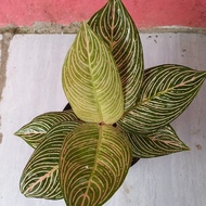 aglaonema golden hope