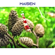 Combo of 5-10 Dried Alder Pine Cones, Stress Relief, Disinfectant for Shrimp Aquariums, Biotope Pond