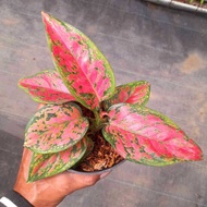 Sindo - Aglaonema Red and Dot  A Stunning Foliage Plant for Your Gardening Collection and Plant Decor