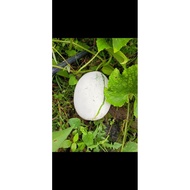 Benih Kundur/Winter Melon Seed