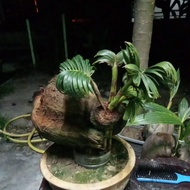 bonsai kelapa bonkla